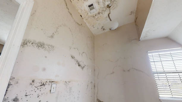 Best Airborne Mold Testing  in Cocoa West, FL