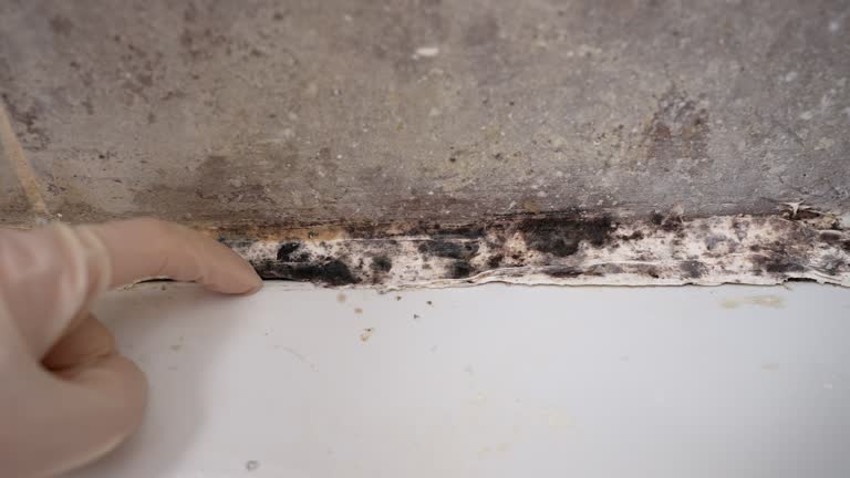 Best Basement Mold Removal  in Cocoa West, FL
