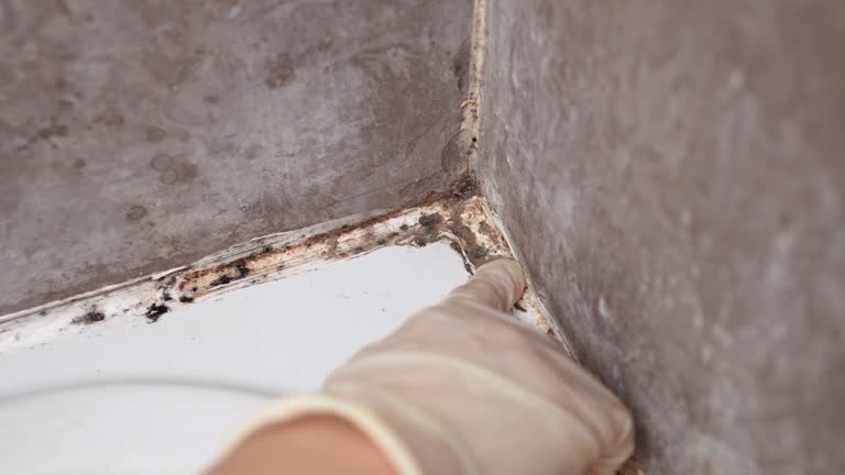  Cocoa West, FL Mold Removal Pros